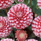 Dahlia Pompom 'Little William'